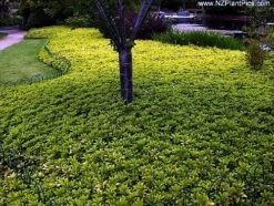 Japanese Spurge 48 Plants - Pachysandra - Hardy Groundcover - 1 3/4" Pots 7 Japanese Spurge 48 Plants - Pachysandra - Hardy Groundcover - 1 3/4" Pots -Cheap Plants Store pachysandra4 24780.1616112449