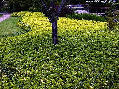 Japanese Spurge 48 Plants - Pachysandra - Hardy Groundcover - 1 3/4" Pots 5 Japanese Spurge 48 Plants - Pachysandra - Hardy Groundcover - 1 3/4" Pots - Image 3