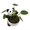 Lucky Panda Planter With Chinese Money Plant And Sheet Moss - 4.5" X 4.75" 2 Lucky Panda Planter With Chinese Money Plant And Sheet Moss - 4.5" X 4.75" -Cheap Plants Store pandachmone 50880.1697032129