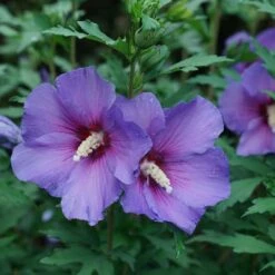 ParapluĀ® Violet - Rose Of Sharon - Hibiscus - 4" Pot - Proven Winners