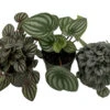 Peperomia Assortment - 3 Pack In 4" Pots 1 Peperomia Assortment - 3 Pack In 4" Pots -Cheap Plants Store pepcollection 72084.1697826223