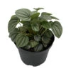 Frost Peperomia 6" Pot - Easy To Grow Houseplant - Trending 2 Frost Peperomia 6" Pot - Easy To Grow Houseplant - Trending -Cheap Plants Store pepfrost6 63067.1615141396