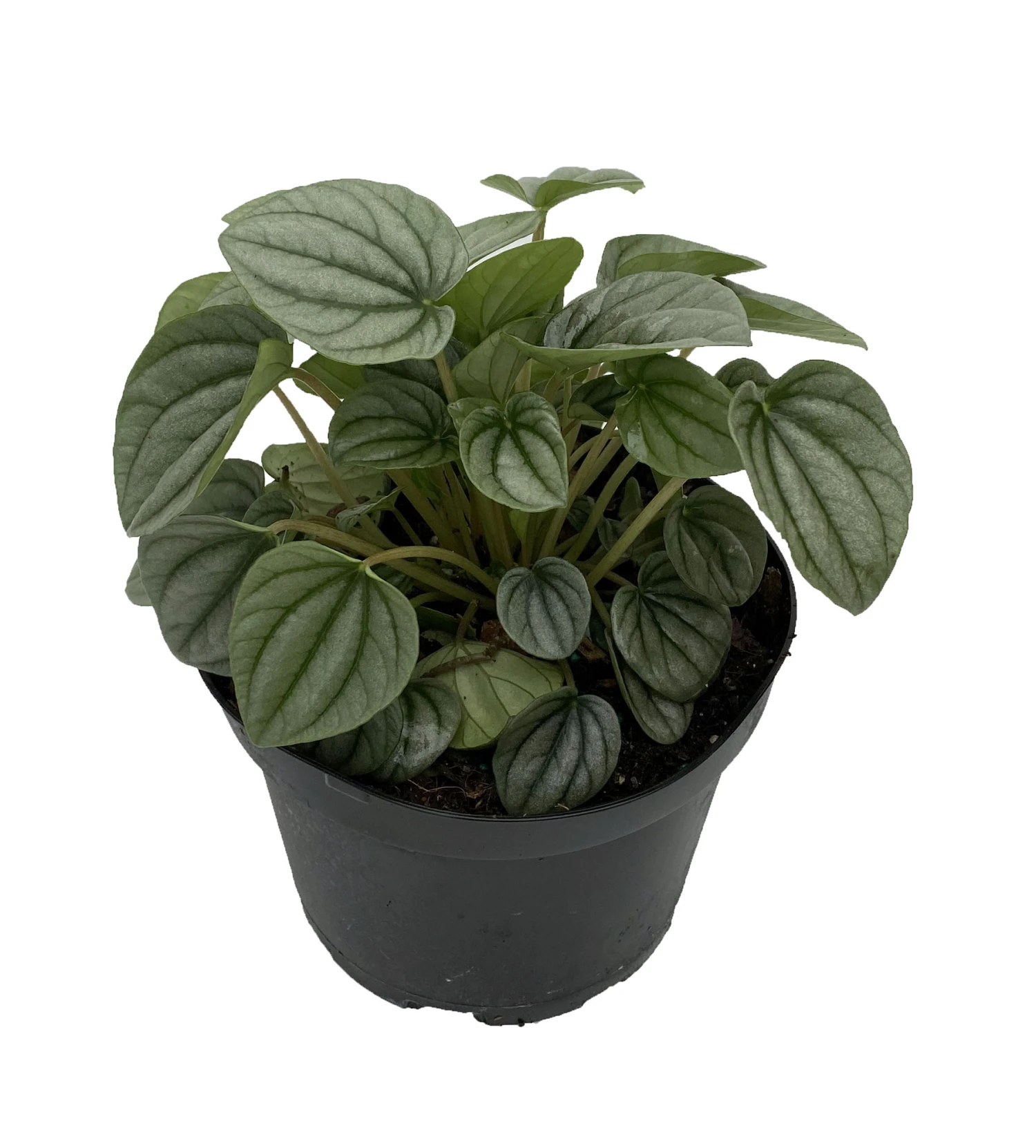 Frost Peperomia 6" Pot - Easy To Grow Houseplant - Trending 3 Frost Peperomia 6" Pot - Easy To Grow Houseplant - Trending