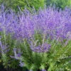 Crazy Blue Russian Sage Plant - Perovskia - Quart Pot 1 Crazy Blue Russian Sage Plant - Perovskia - Quart Pot -Cheap Plants Store perovskiacrazyblue 88721.1599055129