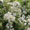 Illuminati Sparks™ Mock Orange - Philadelphus - Proven Winners - 4" Pot 2 Illuminati Sparks™ Mock Orange - Philadelphus - Proven Winners - 4" Pot -Cheap Plants Store philadelphus illuminati sparks 1 1080 1080 60 05434.1642397725