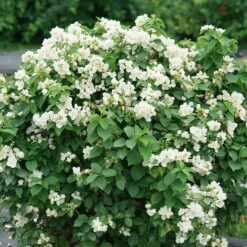 Illuminati Sparks™ Mock Orange - Philadelphus - Proven Winners - 4" Pot 7 Illuminati Sparks™ Mock Orange - Philadelphus - Proven Winners - 4" Pot -Cheap Plants Store philadelphus illuminati sparks 6 1080 1080 60 47082.1642397726