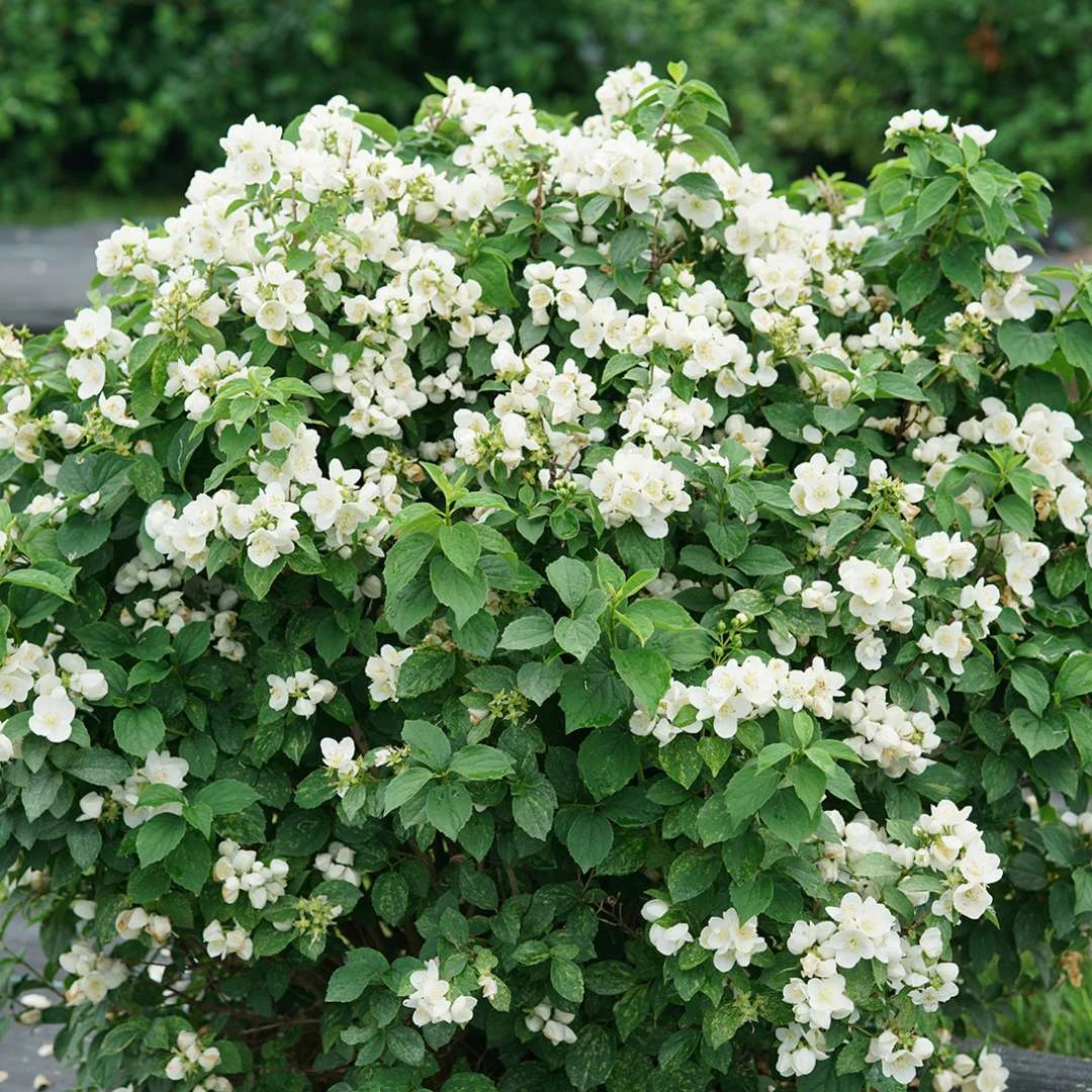 Illuminati Sparks™ Mock Orange - Philadelphus - Proven Winners - 4" Pot 5 Illuminati Sparks™ Mock Orange - Philadelphus - Proven Winners - 4" Pot - Image 3