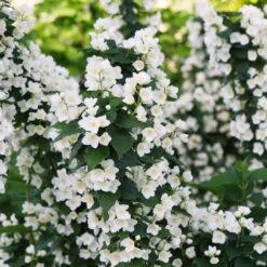 New Arrival 8 ILLUMINATI TOWERĀ® Mockorange - Philadelphus - Low Grower - 4" Pot