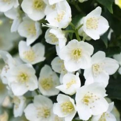 ILLUMINATI TOWER® Mockorange - Philadelphus - Low Grower - 4" Pot 7 ILLUMINATI TOWER® Mockorange - Philadelphus - Low Grower - 4" Pot -Cheap Plants Store philadelphus illuminati tiny tower 3 1080 1080 60 29740.1615344705