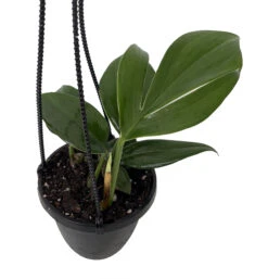 Dragon Tail Philodendron - Rhaphidorphora Decursiva - 4" Hanging Basket 8 Dragon Tail Philodendron - Rhaphidorphora Decursiva - 4" Hanging Basket -Cheap Plants Store phildecur4hb 02500.1692990112