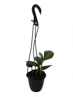 Dragon Tail Philodendron - Rhaphidorphora Decursiva - 4" Hanging Basket 9 Dragon Tail Philodendron - Rhaphidorphora Decursiva - 4" Hanging Basket -Cheap Plants Store phildecursiva4hb 47445.1692990112