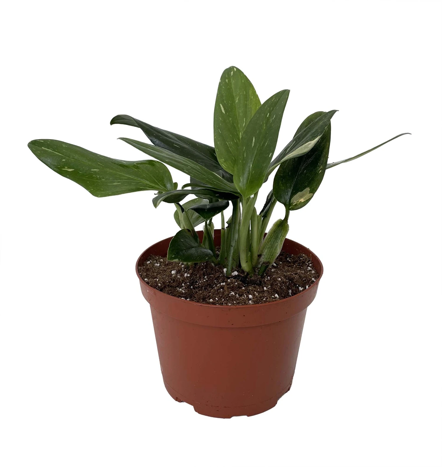 Rare Cobra Philodendron - Easy To Grow House Plant -6" Pot 4 Rare Cobra Philodendron - Easy To Grow House Plant -6" Pot - Image 2