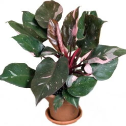 Rare Pink Princess Philodendron - 6" Pot - Easy To Grow House Plant 7 Rare Pink Princess Philodendron - 6" Pot - Easy To Grow House Plant -Cheap Plants Store philodendronpinkprin1 74242.1608398358