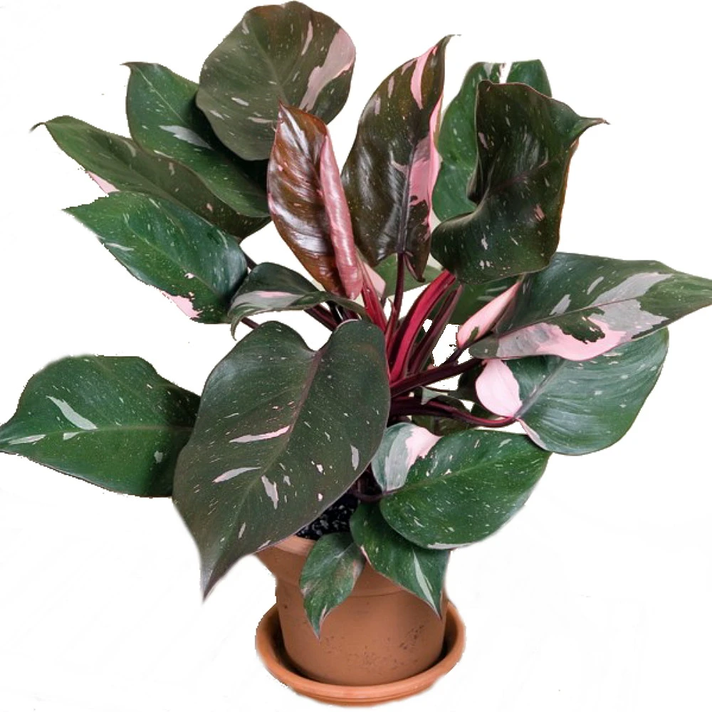 Rare Pink Princess Philodendron - 6" Pot - Easy To Grow House Plant 5 Rare Pink Princess Philodendron - 6" Pot - Easy To Grow House Plant - Image 3