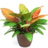 Prince Of Orange Philodendron - Easy To Grow - 6" Pot 2 Prince Of Orange Philodendron - Easy To Grow - 6" Pot -Cheap Plants Store philodendronprinceoforangehr83 02677.1617474192