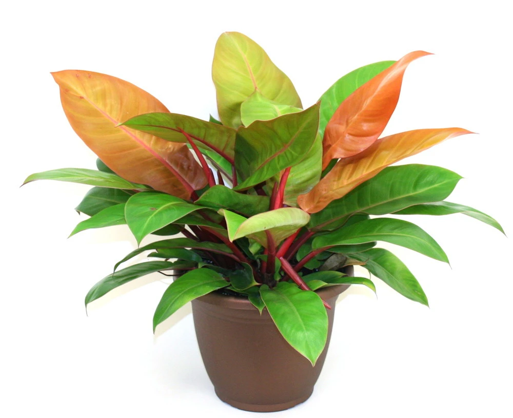 Prince Of Orange Philodendron - Easy To Grow - 6" Pot 3 Prince Of Orange Philodendron - Easy To Grow - 6" Pot