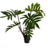 Dubium Philodendron - 4" Pot With Support Stake - Collector's Series 2 Dubium Philodendron - 4" Pot With Support Stake - Collector's Series -Cheap Plants Store philodub4 03181.1692903116