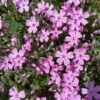 Phlox Trot™ Pink Creeping Phlox Subulata Perennial - Quart Pot 2 Phlox Trot™ Pink Creeping Phlox Subulata Perennial - Quart Pot -Cheap Plants Store phloxtrtpnk 58680.1637169793