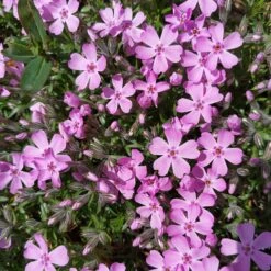 Phlox Trot™ Pink Creeping Phlox Subulata Perennial - Quart Pot