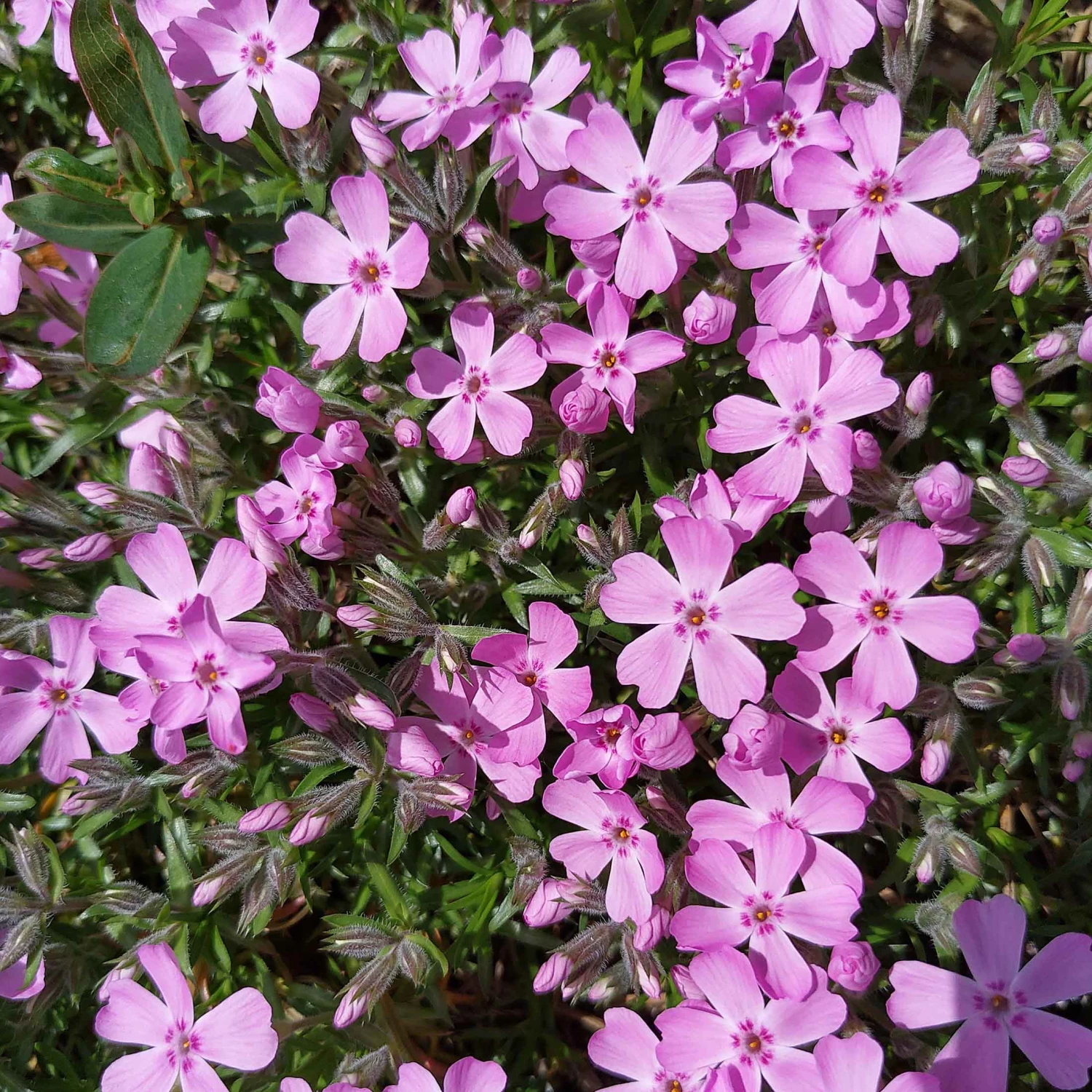 Phlox Trot™ Pink Creeping Phlox Subulata Perennial - Quart Pot 3 Phlox Trot™ Pink Creeping Phlox Subulata Perennial - Quart Pot