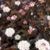 Summer Wine® Black Ninebark Shrub - NEW - Showy Flower - Hardy - Proven Winners 1 Summer Wine® Black Ninebark Shrub - NEW - Showy Flower - Hardy - Proven Winners -Cheap Plants Store physocarpussummerwineblack3 45190.1615344655
