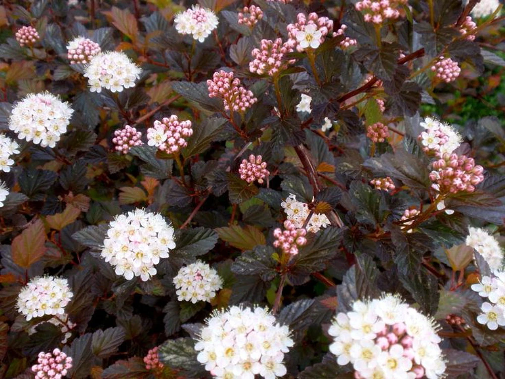Summer Wine® Black Ninebark Shrub - NEW - Showy Flower - Hardy - Proven Winners 3 Summer Wine® Black Ninebark Shrub - NEW - Showy Flower - Hardy - Proven Winners