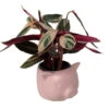 Pink Pig Ceramic Animal Pot - 6" X 4" - NEW 2 Pink Pig Ceramic Animal Pot - 6" X 4" - NEW -Cheap Plants Store pigpotplant 68679.1645122695