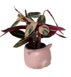 Pink Pig Ceramic Animal Pot - 6" X 4" - NEW