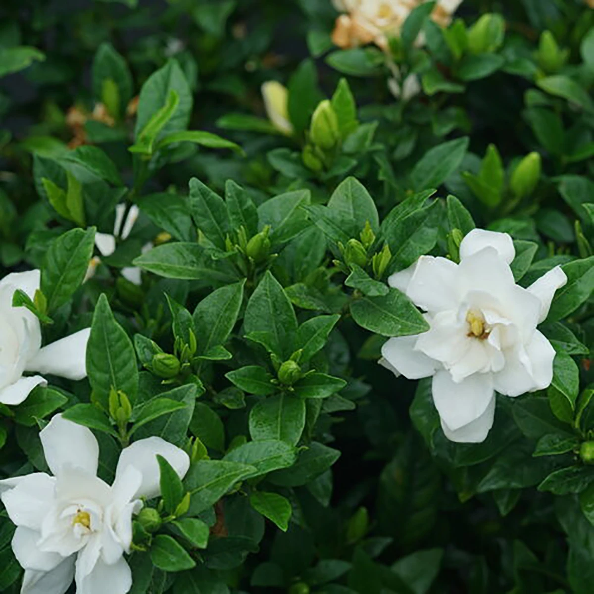 Pillow Talk® Gardenia Jasminoides - Proven Winners - 4" Pot 4 Pillow Talk® Gardenia Jasminoides - Proven Winners - 4" Pot - Image 2