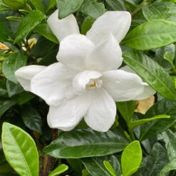Pillow Talk® Gardenia Jasminoides - Proven Winners - 4" Pot 8 Pillow Talk® Gardenia Jasminoides - Proven Winners - 4" Pot -Cheap Plants Store pillwtalkgardeniapw 21604.1690932462
