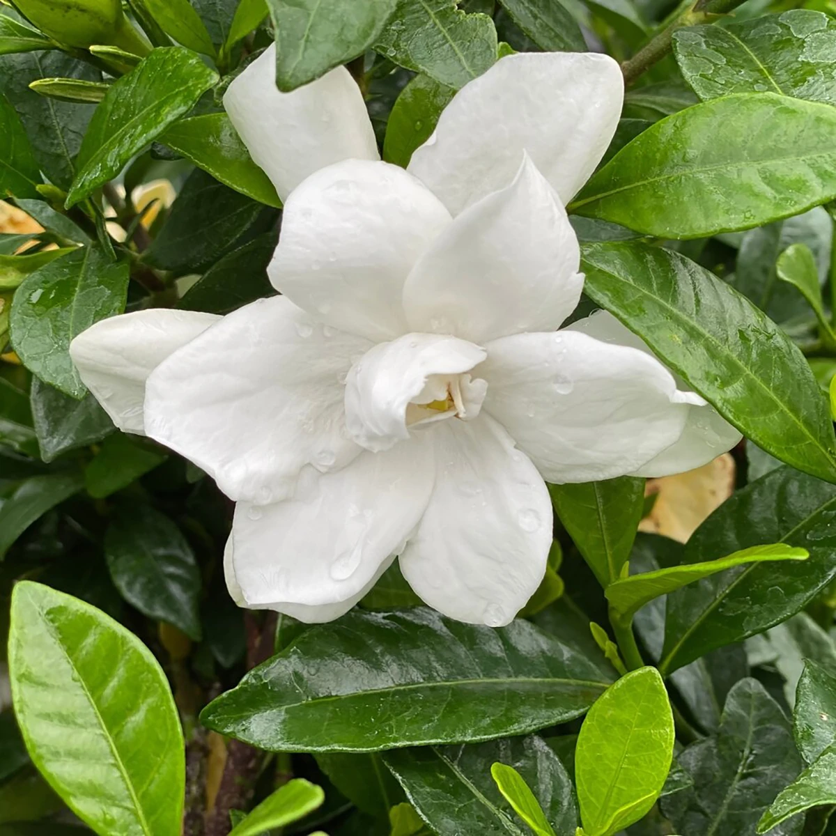 Pillow Talk® Gardenia Jasminoides - Proven Winners - 4" Pot 5 Pillow Talk® Gardenia Jasminoides - Proven Winners - 4" Pot - Image 3