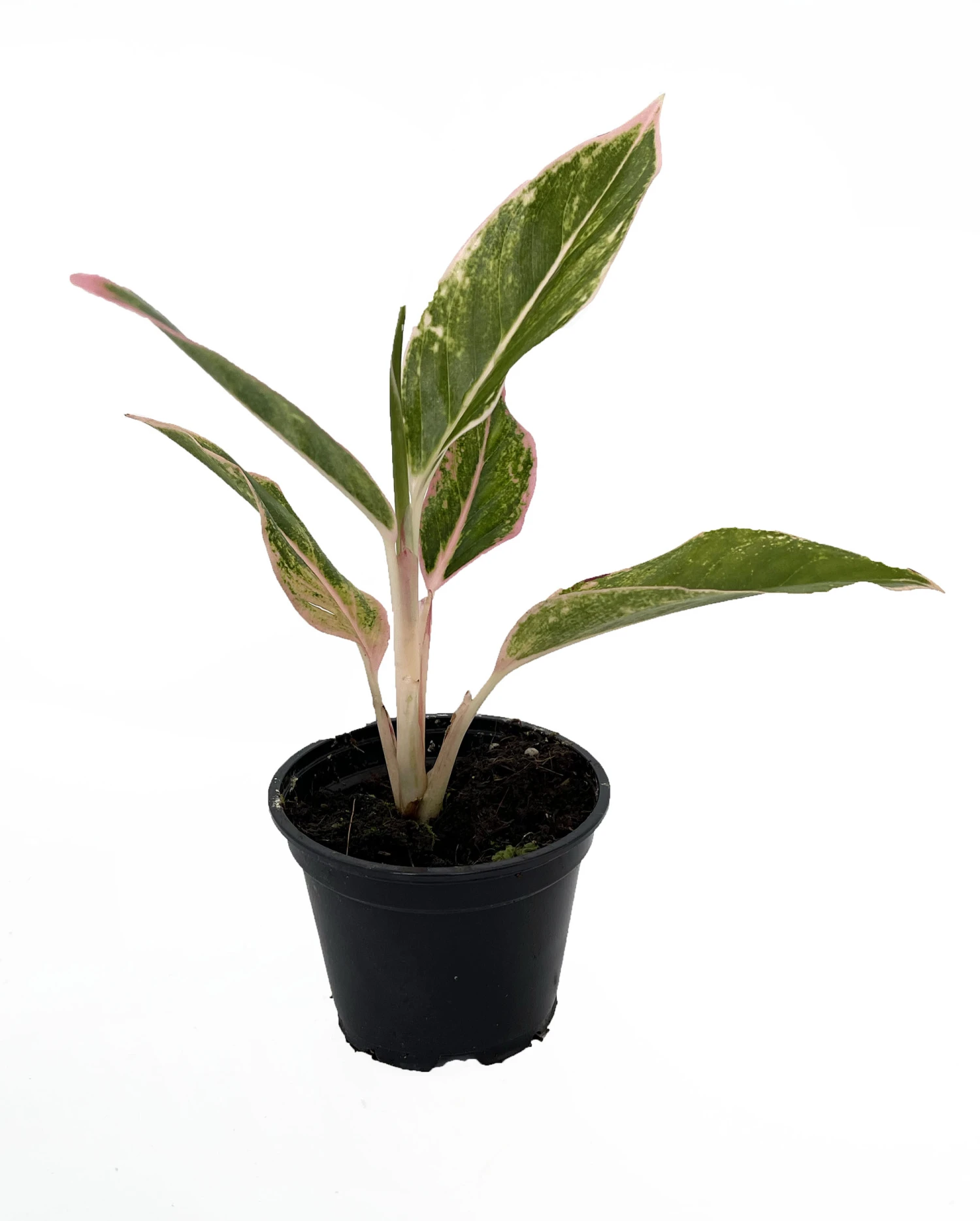 Rare Pink Siam Chinese Evergreen Plant - Aglaonema - Grows In Dim Light - 4" Pot 3 Rare Pink Siam Chinese Evergreen Plant - Aglaonema - Grows In Dim Light - 4" Pot