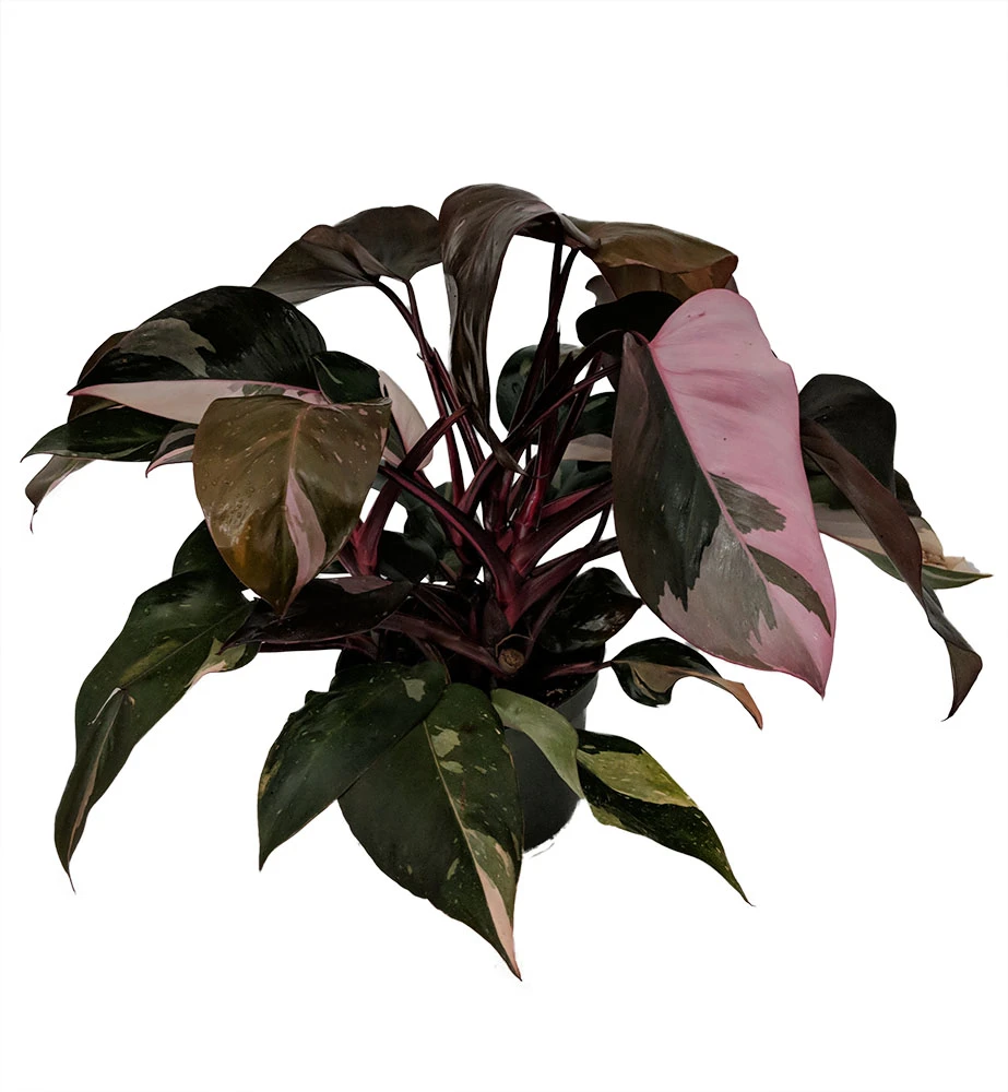 Rare Pink Princess Philodendron - 6" Pot - Easy To Grow House Plant 4 Rare Pink Princess Philodendron - 6" Pot - Easy To Grow House Plant - Image 2