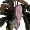 Rare Pink Princess Philodendron - 6" Pot - Easy To Grow House Plant 2 Rare Pink Princess Philodendron - 6" Pot - Easy To Grow House Plant -Cheap Plants Store pinkprincessphiloz 19076.1608398358