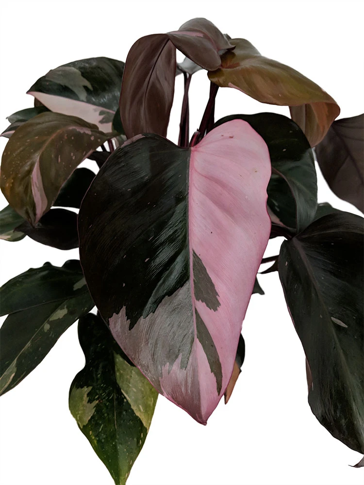 Rare Pink Princess Philodendron - 6" Pot - Easy To Grow House Plant 3 Rare Pink Princess Philodendron - 6" Pot - Easy To Grow House Plant