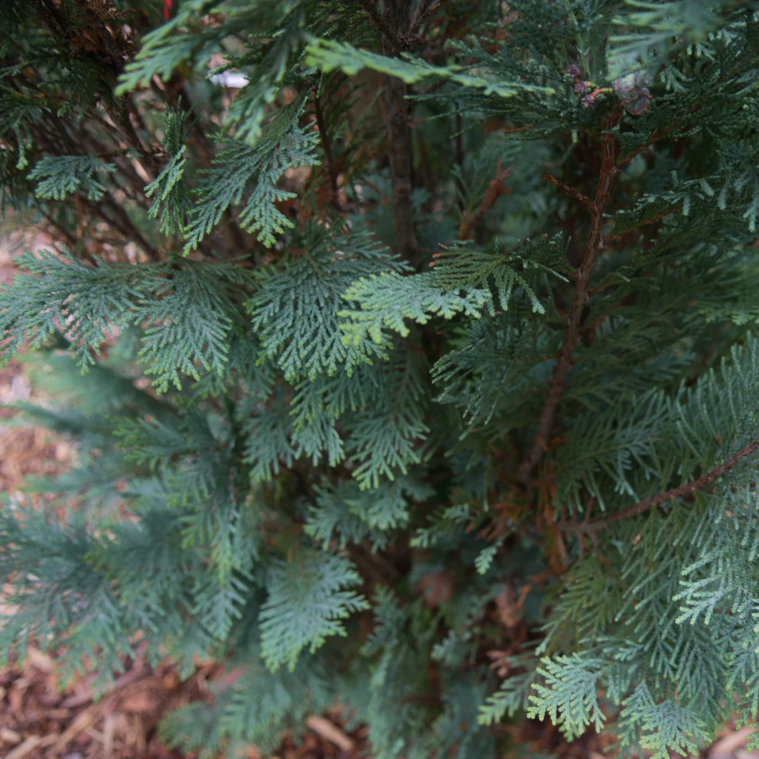 PINPOINT® Blue False Cypress - 4" Pot - Chamaecyparis 4 PINPOINT® Blue False Cypress - 4" Pot - Chamaecyparis - Image 2