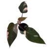 Rare Pink Princess Philodendron - 4" Pot - Collector's Series 2 Rare Pink Princess Philodendron - 4" Pot - Collector's Series -Cheap Plants Store pnkprinphil4a 44674.1658767286
