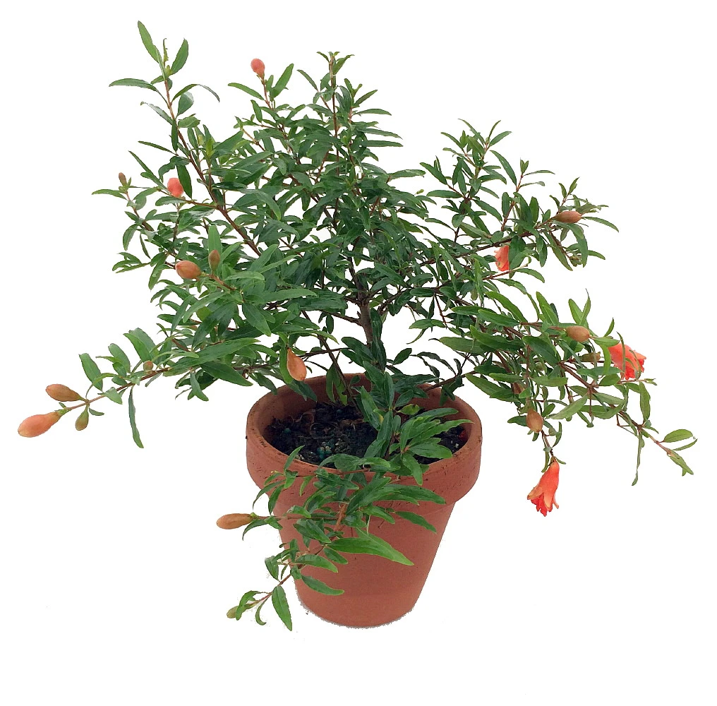 Dwarf Pomegranate Plant - Punica -Bonsai/Houseplant/Outdoors- Edible-4" Clay Pot 3 Dwarf Pomegranate Plant - Punica -Bonsai/Houseplant/Outdoors- Edible-4" Clay Pot