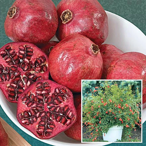 Dwarf Pomegranate Plant - Punica -Bonsai/Houseplant/Outdoors- Edible-4" Clay Pot 5 Dwarf Pomegranate Plant - Punica -Bonsai/Houseplant/Outdoors- Edible-4" Clay Pot - Image 3