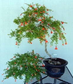 Dwarf Pomegranate Plant - Punica -Bonsai/Houseplant/Outdoors- Edible-4" Clay Pot 13 Dwarf Pomegranate Plant - Punica -Bonsai/Houseplant/Outdoors- Edible-4" Clay Pot -Cheap Plants Store pomegranitedwfhr 33888.1614909692