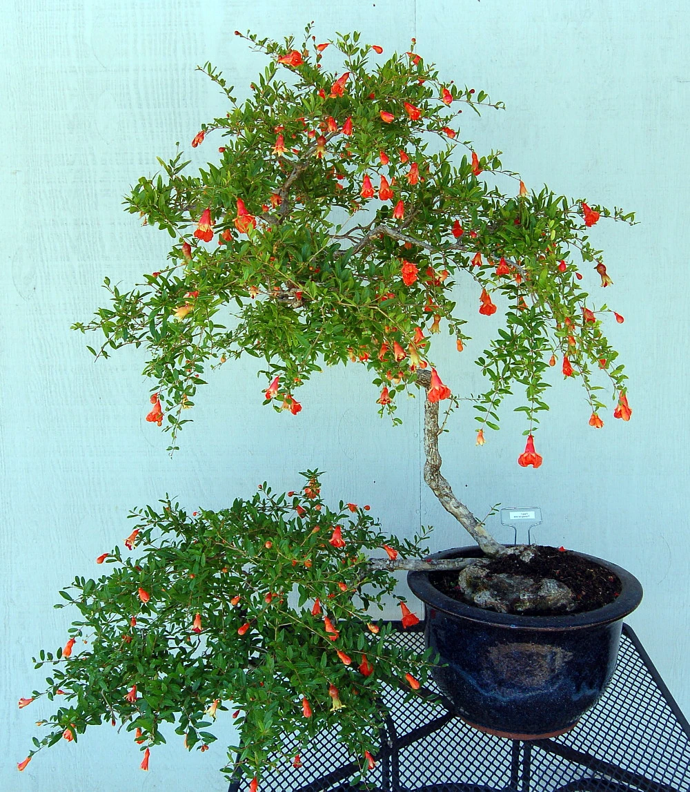 Dwarf Pomegranate Plant - Punica -Bonsai/Houseplant/Outdoors- Edible-4" Clay Pot 7 Dwarf Pomegranate Plant - Punica -Bonsai/Houseplant/Outdoors- Edible-4" Clay Pot - Image 5