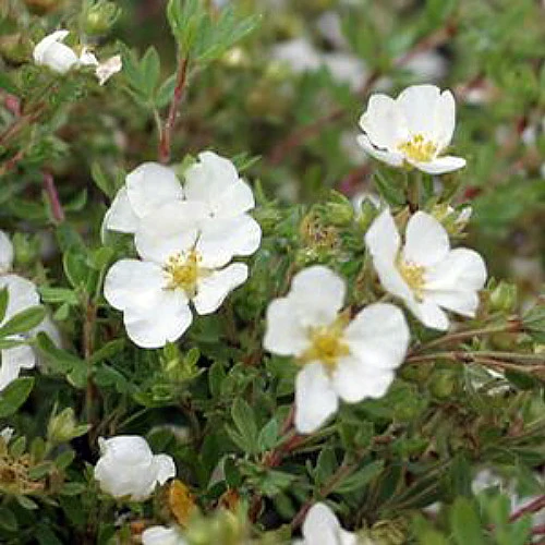 White Happy Face® Bush Cinquefoil - Potentilla - Pure White - Proven Winners 4 White Happy Face® Bush Cinquefoil - Potentilla - Pure White - Proven Winners - Image 2