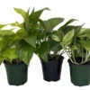 Pothos Plant Assortment - 3 Pack In 4" Pots 2 Pothos Plant Assortment - 3 Pack In 4" Pots -Cheap Plants Store pothoscoll3 39902.1697478566