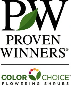 Show Off® - Forsythia X 'Mindor' PP19,321 - Proven Winners - 4" Pot 7 Show Off® - Forsythia X 'Mindor' PP19,321 - Proven Winners - 4" Pot -Cheap Plants Store proven20winners 95634.1615344490