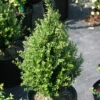 Patti O™ Japanese Holly - Ilex Crenata - 4" Pot - Proven Winners 2 Patti O™ Japanese Holly - Ilex Crenata - 4" Pot - Proven Winners -Cheap Plants Store proven winners ilex patti o japanese holly 1 91318.1615344611
