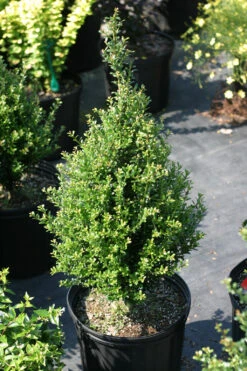 Patti O⢠Japanese Holly - Ilex Crenata - 4" Pot - Proven Winners
