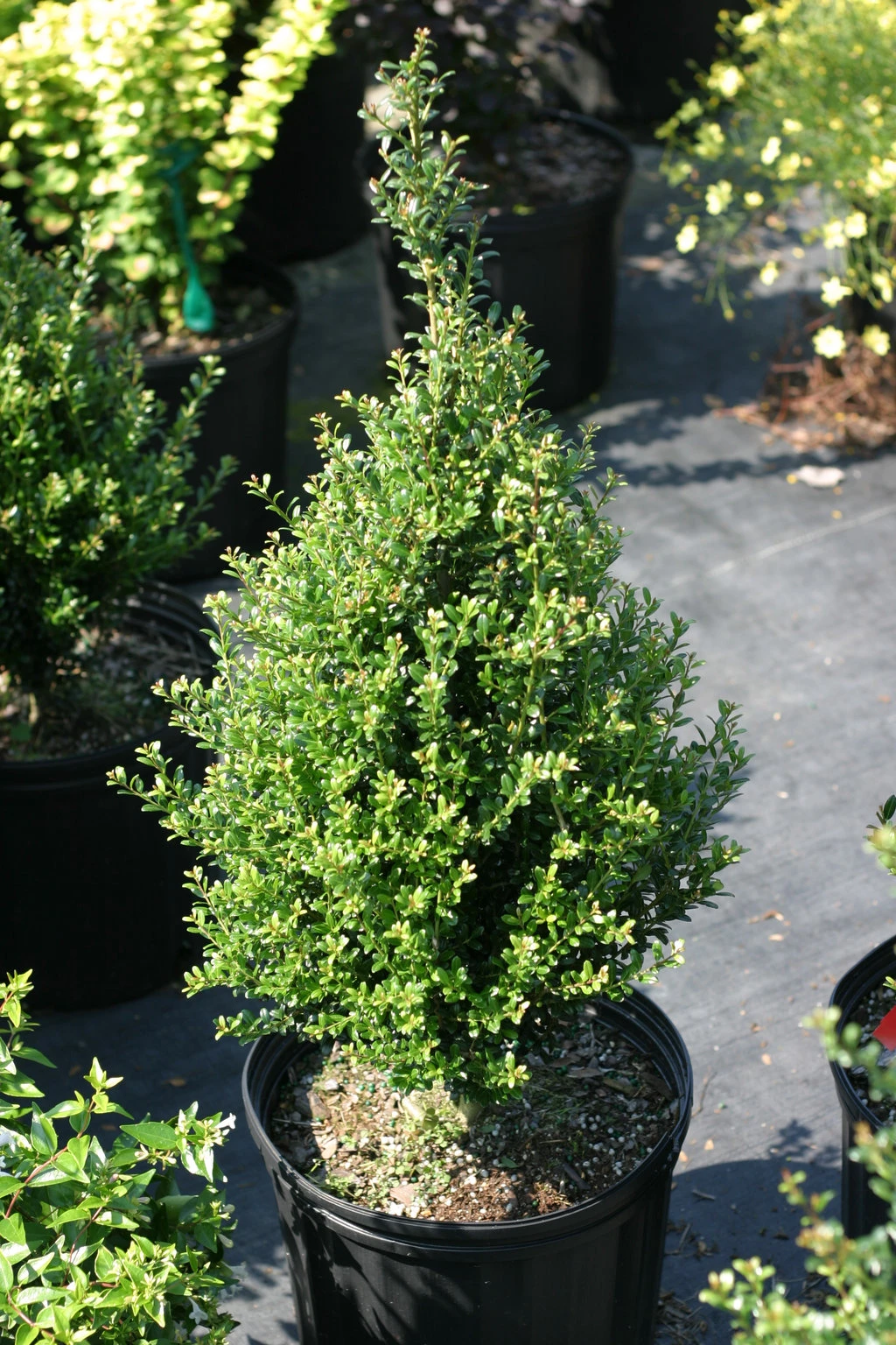 Patti O™ Japanese Holly - Ilex Crenata - 4" Pot - Proven Winners 3 Patti O™ Japanese Holly - Ilex Crenata - 4" Pot - Proven Winners