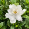 Pillow Talk® Gardenia Jasminoides - Proven Winners - 4" Pot 1 Pillow Talk® Gardenia Jasminoides - Proven Winners - 4" Pot -Cheap Plants Store ptalkgard 15724.1690932461