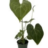 Pterodactyl Anthurium Plant - Easy To Grow - House Plant - 4" Pot - Great Gift 2 Pterodactyl Anthurium Plant - Easy To Grow - House Plant - 4" Pot - Great Gift -Cheap Plants Store pterdacanthu4 65131.1689120990