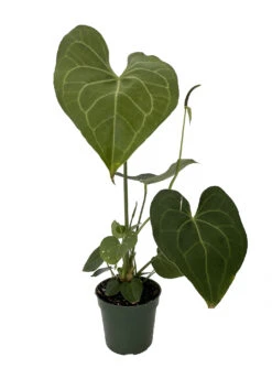 Pterodactyl Anthurium Plant - Easy To Grow - House Plant - 4" Pot - Great Gift